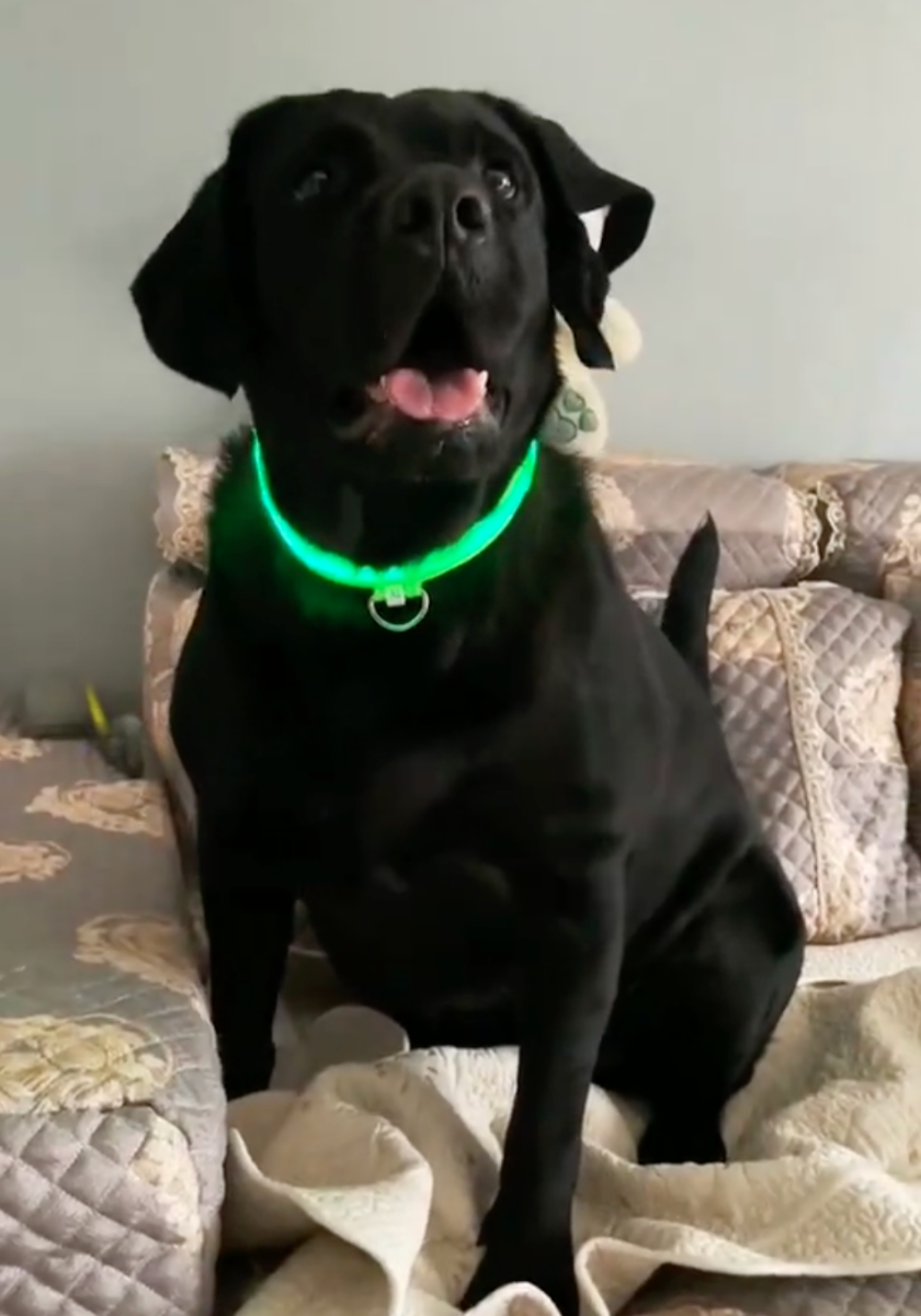 GlowPup Collar: LED Light Pet Collar