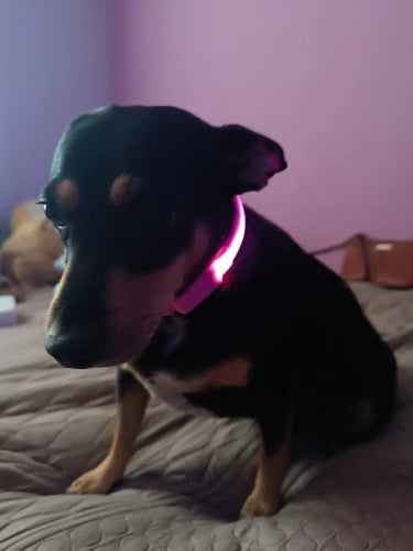 GlowPup Collar: LED Light Pet Collar