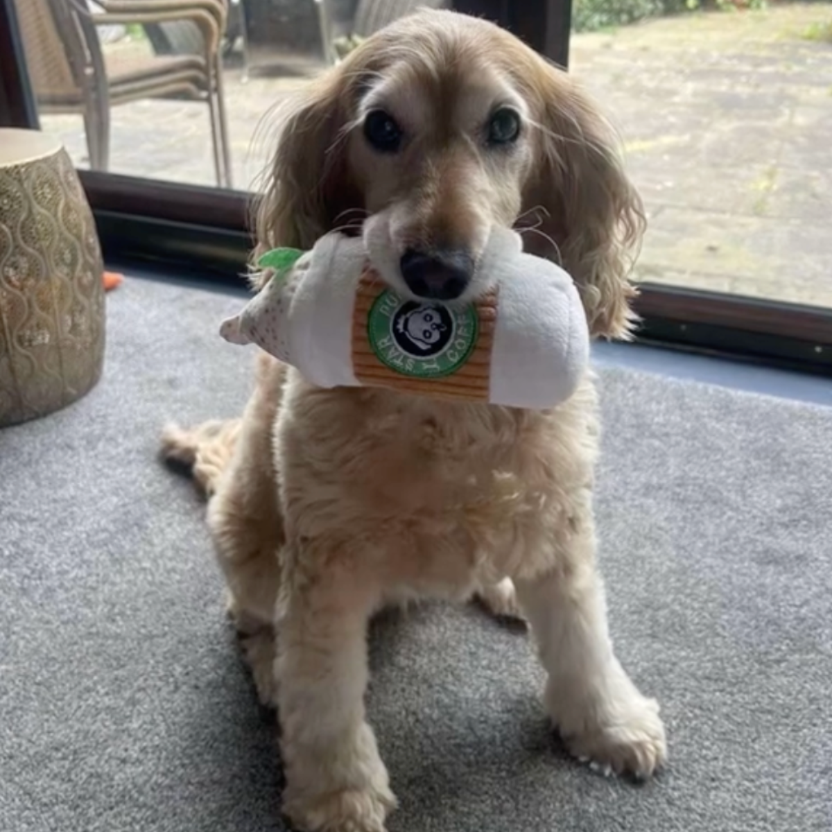 PupStar Plushie – Bring Home the Toy That Makes Tails Wag