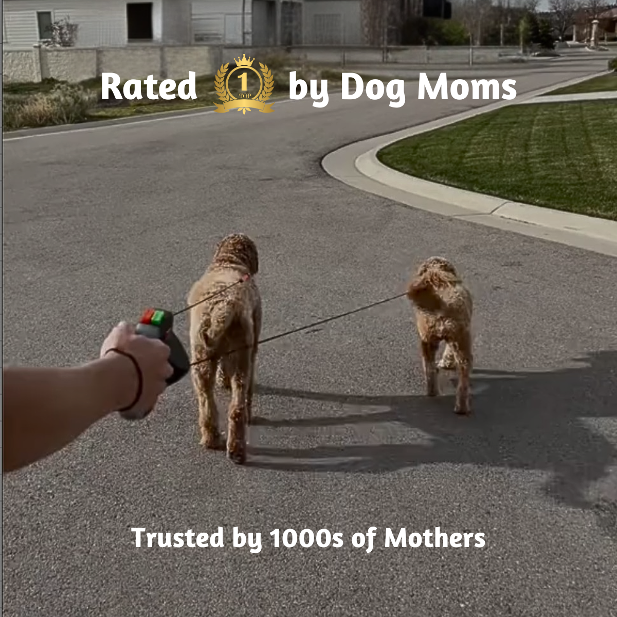 DualGlide™ Pro: Stress-Free Two-Dog Walking System